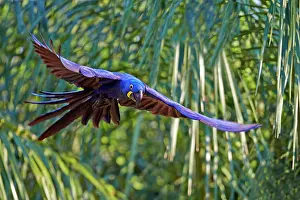 Hyacinthinus: Hyacinth Macaw in flight Pantanal area Mato Grosso
