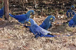 Hyacinthinus: Hyacinth Macaw Flock
