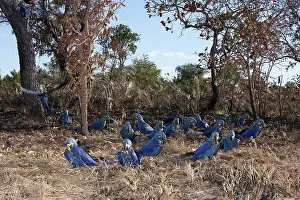 Hyacinthinus: Hyacinth Macaw Flock