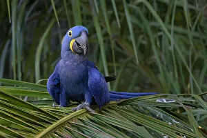 Pantanal: Hyacinth macaw, Mato Grosso, Pantanal, Brazil, South America