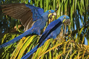 Partner: Hyacinth Macaw - a pair of adults sitting on a
