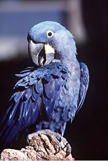 Hyacinth: HYACINTH MACAW - PREENING