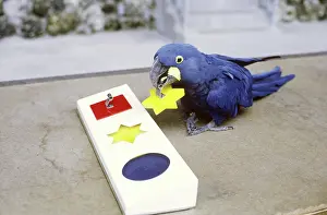 Intelligence: Hyacinth Macaw working a puzzle
