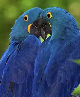 Hyacinthinus: Hyacinth Macaws