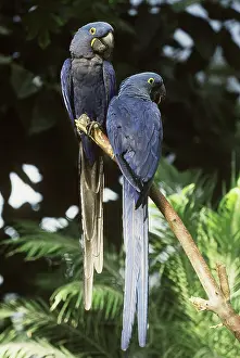 Calgary: Hyacinth Macaws