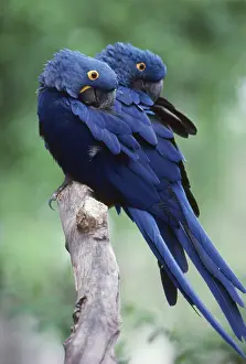 Macaws: Hyacinth Macaws