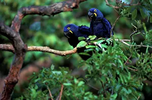 Foreground: Hyacinth Macaws (Anodorhynchus hyacinthinus)
