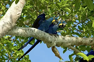 Hyacinthinus: Hyacinth Macaws, Brazil