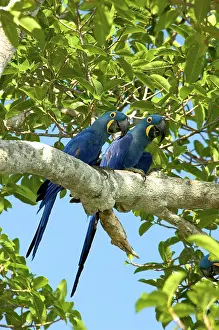 Hyacinthinus: Hyacinth Macaws, Brazil