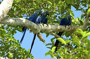 Hyacinthinus: Hyacinth Macaws, Brazil