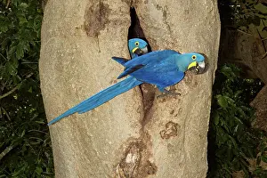 Macaws: Hyacinth Macaws at nest cavity