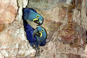 Macaws: Hyacinth Macaws at rock nest