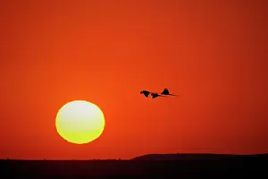 Silhouetted: Hyacinth macaws silhouetted at sunset, Pantanal, Brazil