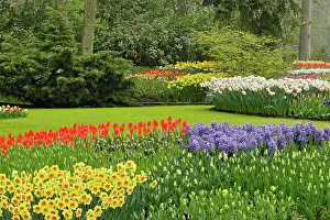 Hyacinth: Hyacinth spp. tulips, and daffodils, Keukenhof