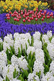 Hyacinth: Hyacinth spp. tulips, and daffodils, Keukenhof