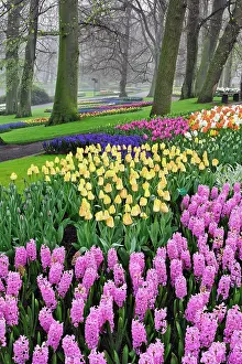 Lisse: Hyacinth and tulip flowers, Keukenhof Gardens