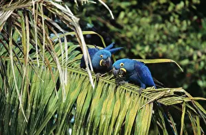 Hyacinthine: Hyacinthine MACAW