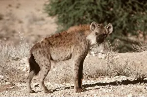 Clem Haagner: HYAENA