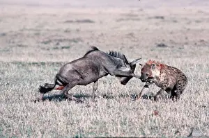 Attacking: HYAENA - attacking a Wildebeest / Gnu