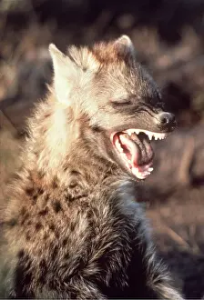 Laughing: HYAENA - baring teeth