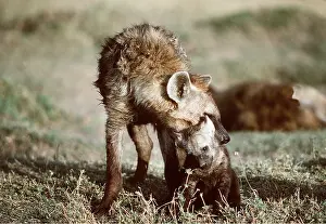 Hyaena: HYAENA - female carrying young in mouth
