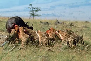 Hyaena: Hyaena - pack behaviour, co-operative feeding / hunting