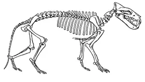 Beast: Hyaenodon, Cenozic Mammal