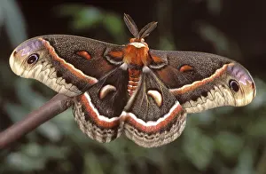Silk: Hyalophora (cecropia), moth