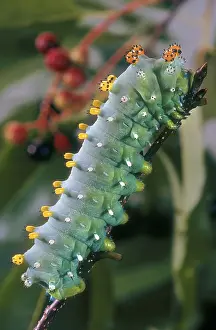 Cherry: Hyalophora (cecropia) Moth Larva, New Jersey