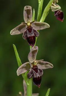 Insectifera: Hybrid between Bee orchid and Fly orchid: Ophrys