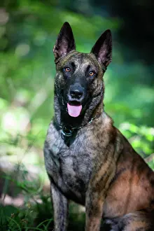 Crossing: a hybrid on a belgianand a dutch shepherd