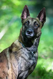 Crossing: a hybrid on a belgianand a dutch shepherd