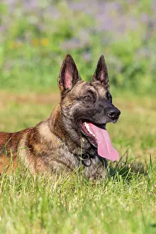 Crossing: a hybrid on a belgianand a dutch shepherd