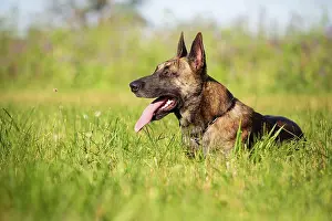 Crossing: a hybrid on a belgianand a dutch shepherd