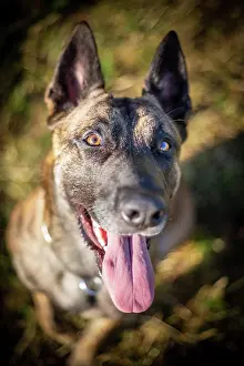 Crossing: a hybrid on a belgianand a dutch shepherd