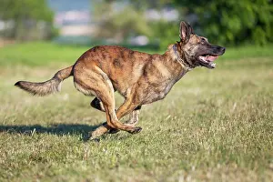 Crossing: a hybrid on a belgianand a dutch shepherd
