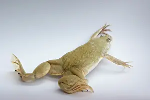 Clawed: Hybrid Clawed Frog