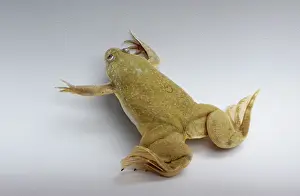 Clawed: Hybrid Clawed Frog