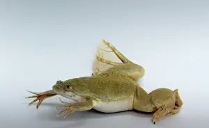 Clawed: Hybrid Clawed Frog