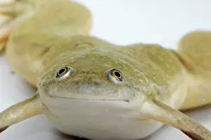 Clawed: Hybrid Clawed Frog