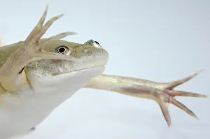 Clawed: Hybrid Clawed Frog