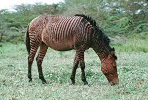 Mark Boulton: Hybrid cross zebra & horse - Zorse or Zebrula