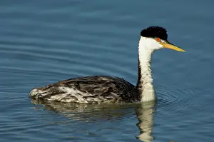Podicipedidae: Hybrid Grebe (Western x Clark's)