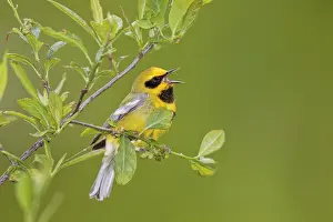 Chrysoptera: Hybrid Lawrence's Warbler - Hybrid between Blue-winged