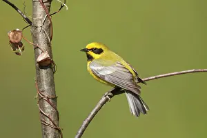 Chrysoptera: Hybrid Lawrence's Warbler - Hybrid between Blue-winged
