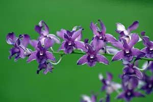 Epidendrum: Hybrid Orchid - blossom, arboreal type