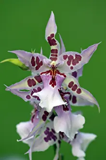Carpenter: Hybrid Orchid - blossom, arboreal type