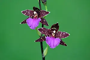 Zygopetalum: Hybrid Orchid - blossom, arboreal type