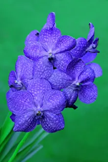 Princess: Hybrid Orchid - blossom, arboreal type