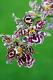 Odontoglossum: Hybrid Orchid - blossom, arboreal type